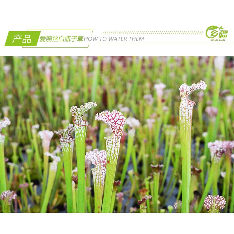 基地直销【爱丽丝白瓶子草】食虫植物捕蝇草猪笼草驱蚊草多肉盆栽 - 图3