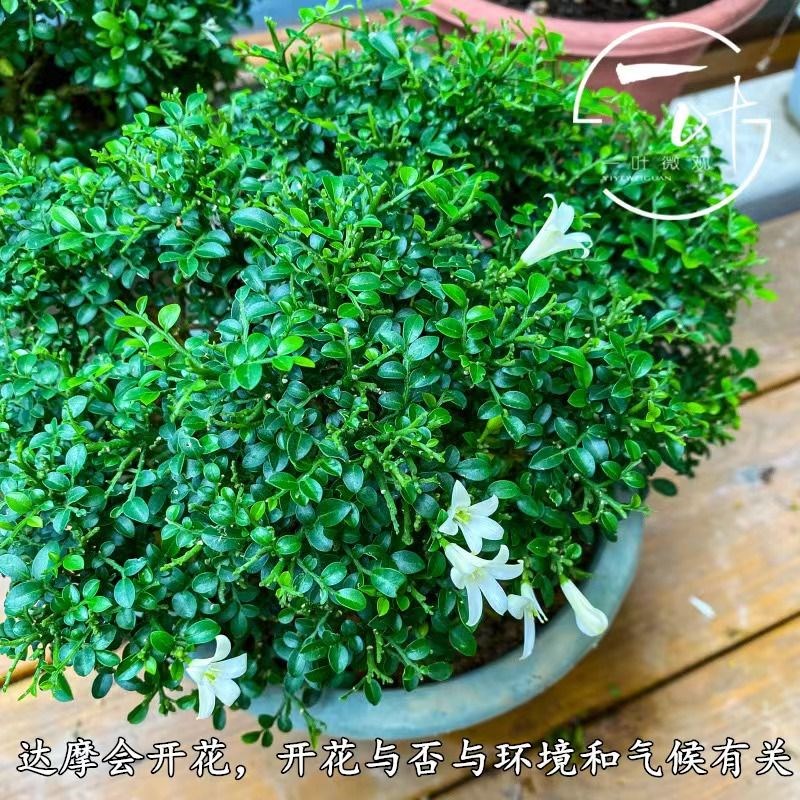 提根飘枝九里香悬崖造型盆景小老桩开花浓香楼顶庭院花园开花植物 - 图1