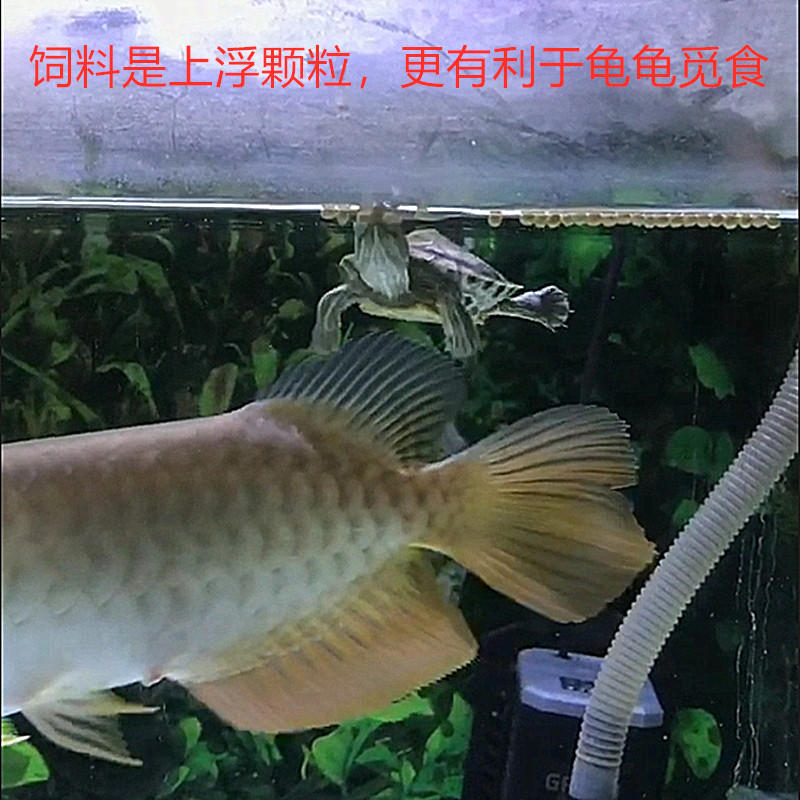 佳宇高蛋白龟粮石金钱草龟巴西龟鳄龟幼龟蛋龟饲料散装乌龟开口粮-图2