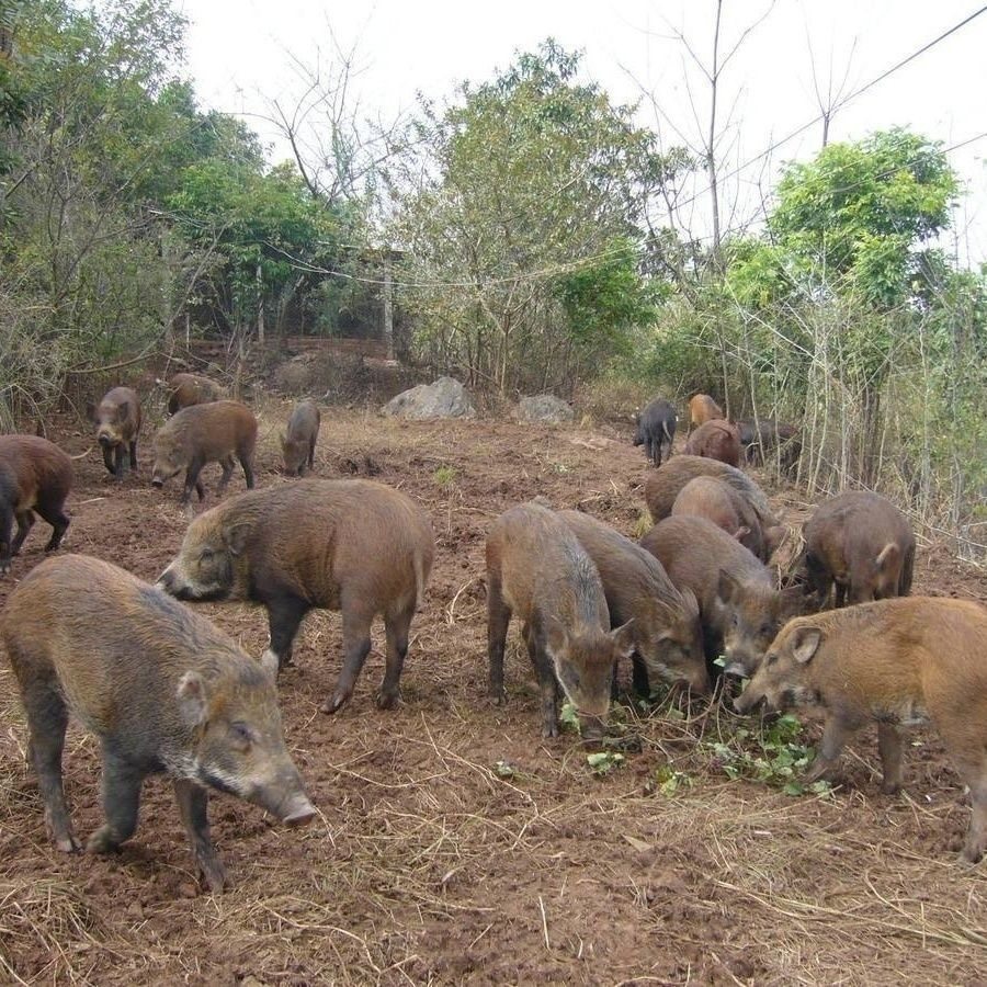 原生态现杀野山猪二代山猪跑山猪农家香猪土猪带带皮排骨腩五花肉,淘宝优惠券,粉丝福利购,淘宝优惠卷