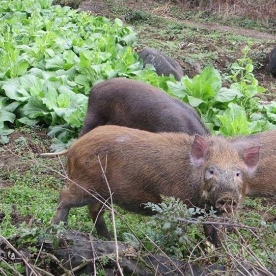 原生态现杀野山猪二代山猪跑山猪农家香猪土猪带带皮排骨腩五花肉,淘宝优惠券,粉丝福利购,淘宝优惠卷