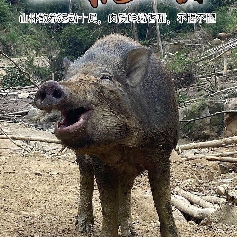 原生态现杀野山猪二代山猪跑山猪农家香猪土猪带带皮排骨腩五花肉,淘宝优惠券,粉丝福利购,淘宝优惠卷