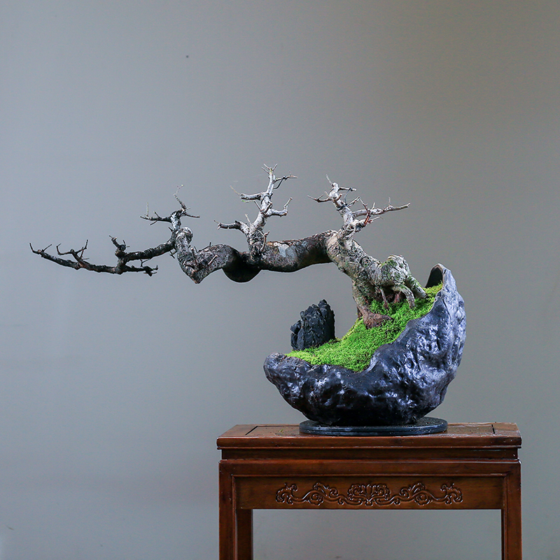 年功榆树盆景一物一拍老桩造型盆栽大型绿植客厅庭院耐寒好养植物 - 图2