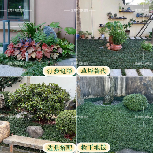 矮麦冬庭院绿化麦冬草苗沿阶草耐阴耐寒常绿麦冬地被植物玉龙草 - 图1