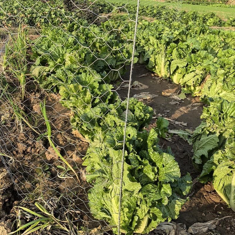 孔7X9厘米热镀锌六角拧花网菜园花园铁丝防护鸡笼小动物养殖围网,淘宝优惠券,粉丝福利购,淘宝优惠卷