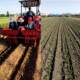 Double row green onion transplanting ZMP chrysanthemum machine for agricultural majors Shandong onion planting machinery
