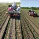 Double row green onion transplanting ZMP chrysanthemum machine for agricultural majors Shandong onion planting machinery