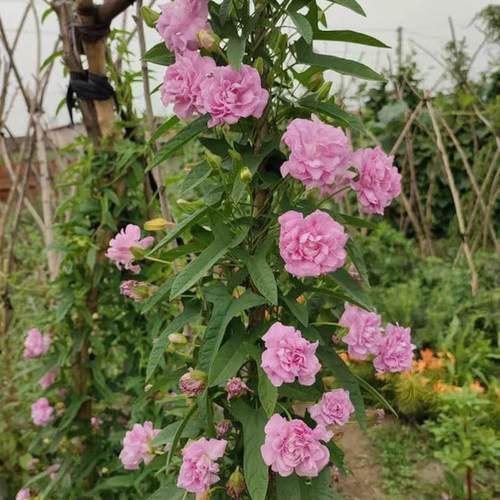 缠枝藤牡丹重瓣花苗盆栽带花苞根茎花园爬藤蔓植物多年生耐寒花卉 - 图1