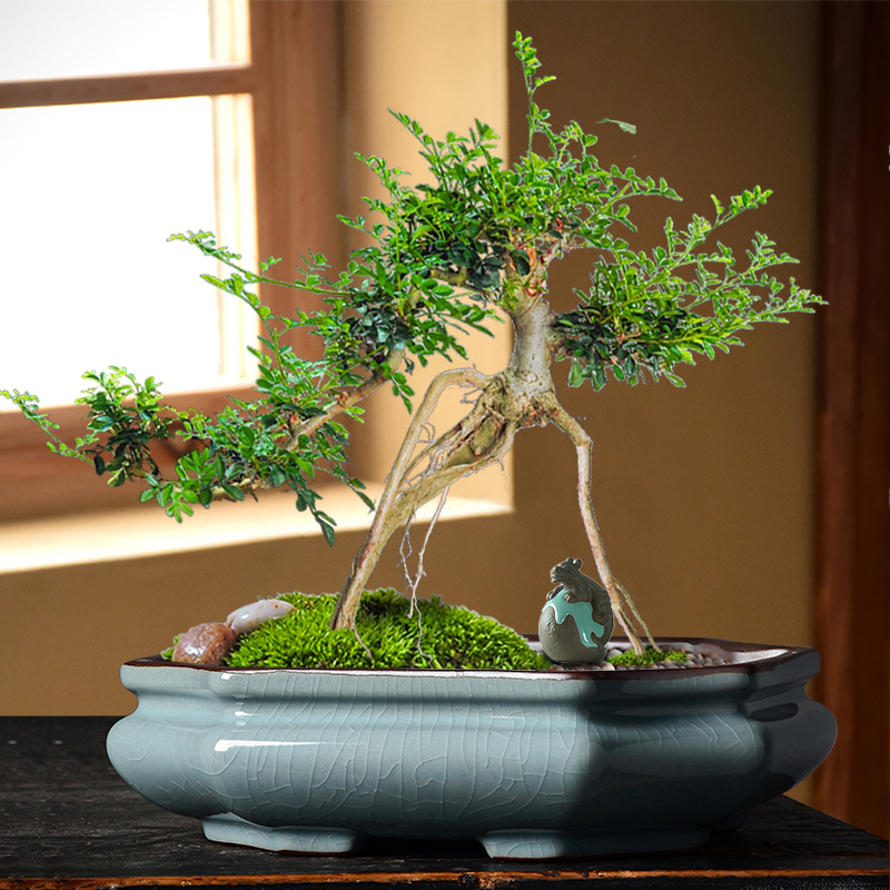 紫砂大口径造景花盆陶瓷哥窑绿植景观多肉拼盘复古拼盆文竹盆景盆 - 图0