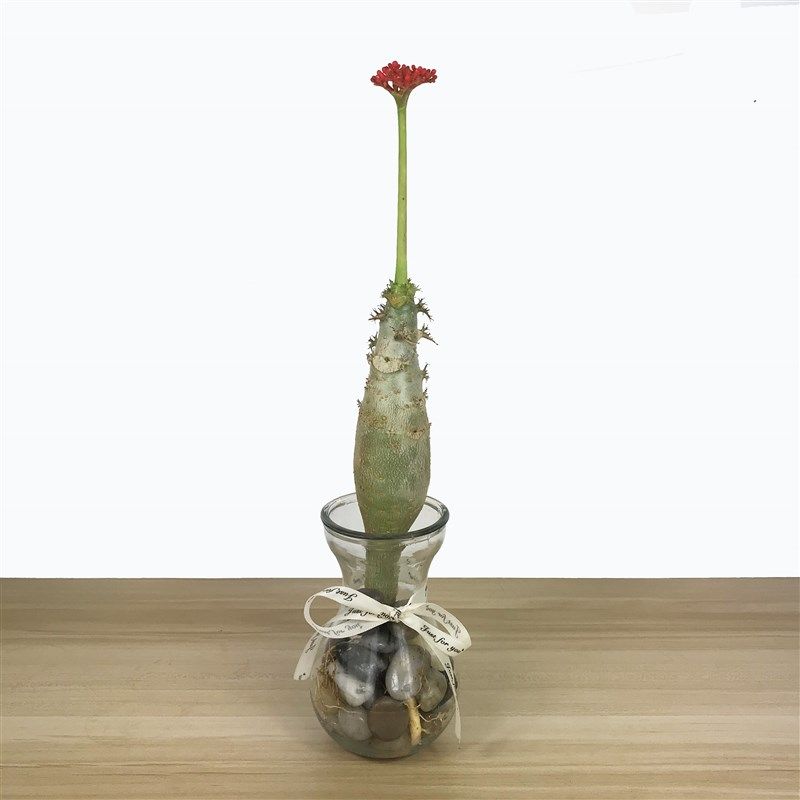 四季佛肚海棠开花不断块根植物水培多肉植物观花佛肚树净化空气,淘宝优惠券,粉丝福利购,淘宝优惠卷