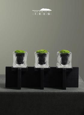 天苔青绿 中式藓碳化木底座永生苔摆组合 样板间展柜电TQMA0057视