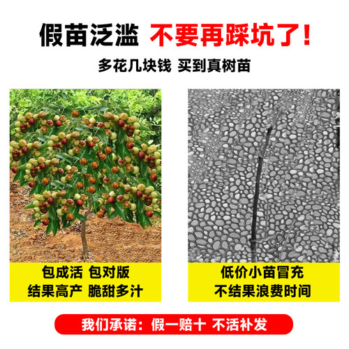 枣树活苗大枣超甜特大号沾化冬枣果树苗盆栽庭院地栽大树嫁接果苗 - 图0