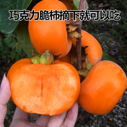 柿子苗树脆甜柿无核柿南北方种植特大庭院地栽当年结果柿子树果苗 - 图1
