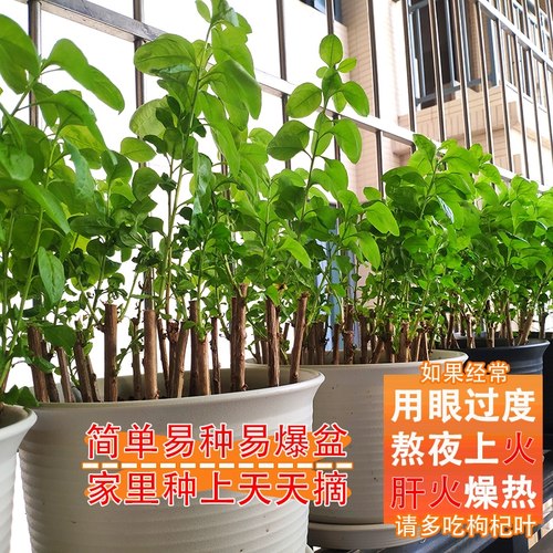 爆款家庭阳台可吃用大叶枸杞菜苗盆景树苗庭院枸杞叶新鲜食用当季 - 图0