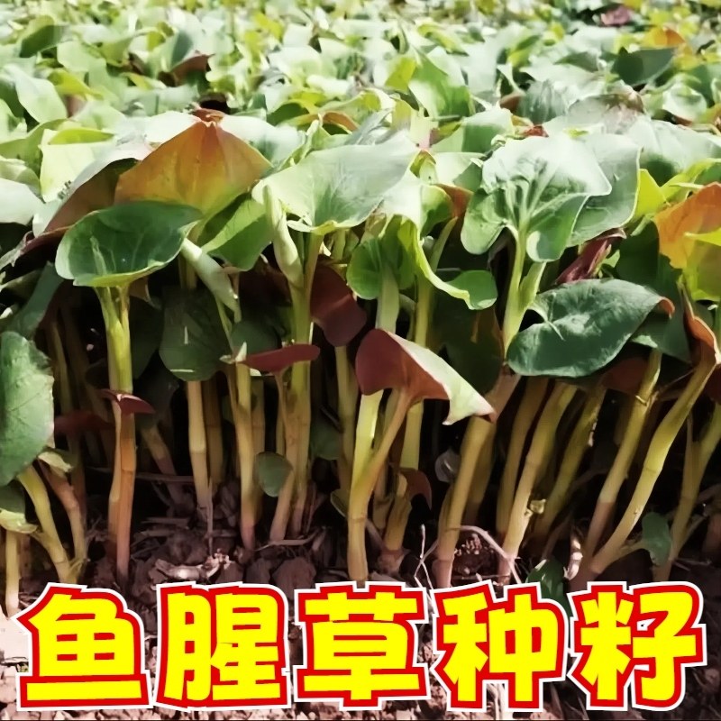 野生鱼腥草种子种苗+四川正宗新鲜折耳根苗家庭园艺四季盆栽,淘宝优惠券,粉丝福利购,淘宝优惠卷