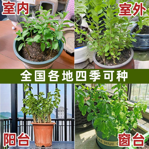 爆款家庭阳台可吃用大叶枸杞菜苗盆景树苗庭院枸杞叶新鲜食用当季 - 图3