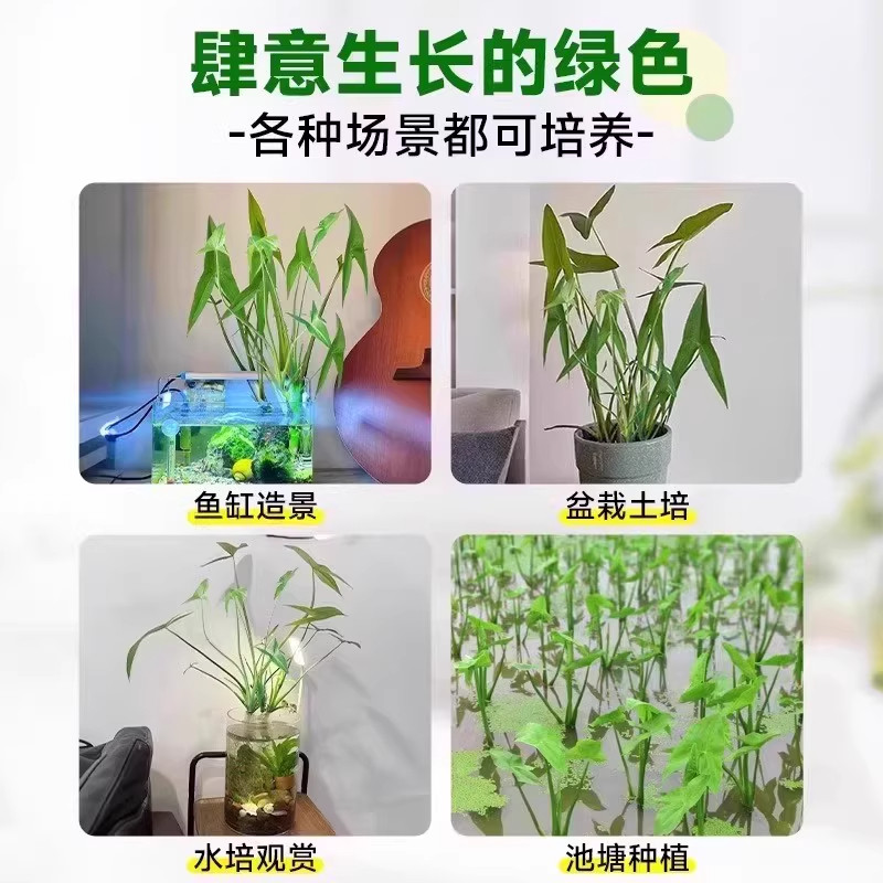 懒人净化鱼缸茨菇种球慈菇水培水生室内四季植物燕尾慈菇池塘水草,淘宝优惠券,粉丝福利购,淘宝优惠卷