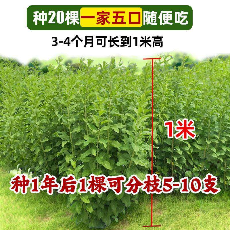 【滋阴养血】枸杞树苗大叶食用枸杞叶菜苗子种植盆栽四季新鲜蔬菜,淘宝优惠券,粉丝福利购,淘宝优惠卷