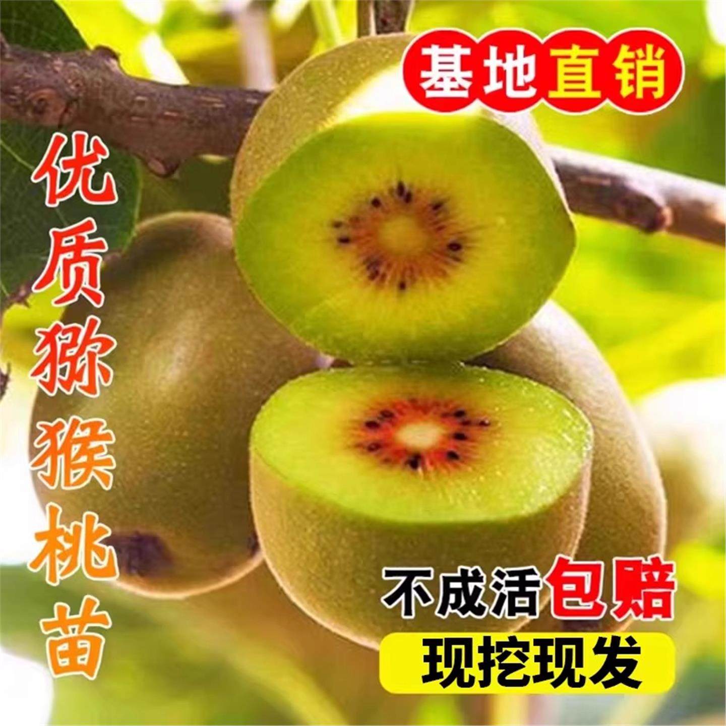 易栽猕猴桃树果苗红心软枣猕猴桃苗徐香嫁接南北方种植庭院水果树,淘宝优惠券,粉丝福利购,淘宝优惠卷