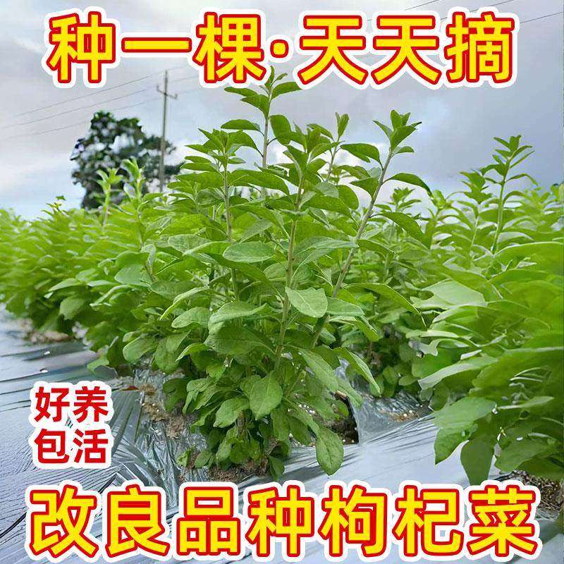 【滋阴养血】枸杞树苗大叶食用枸杞叶菜苗子种植盆栽四季新鲜蔬菜,淘宝优惠券,粉丝福利购,淘宝优惠卷
