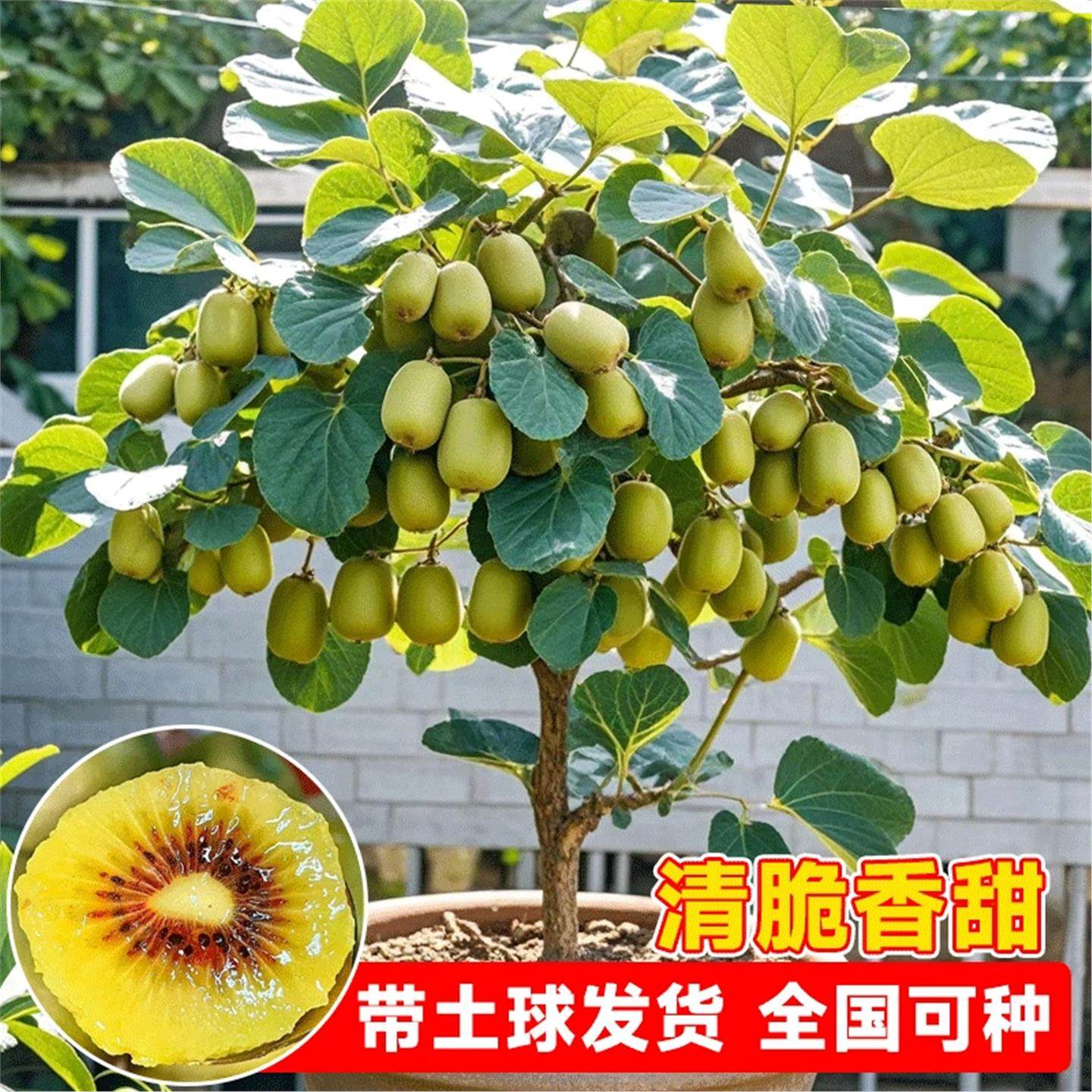 易栽猕猴桃树果苗红心软枣猕猴桃苗徐香嫁接南北方种植庭院水果树,淘宝优惠券,粉丝福利购,淘宝优惠卷