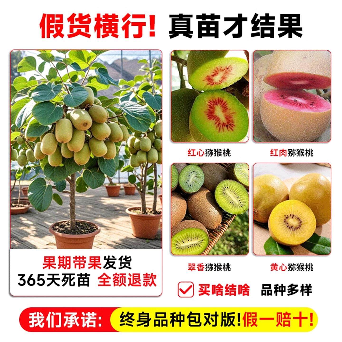 易栽猕猴桃树果苗红心软枣猕猴桃苗徐香嫁接南北方种植庭院水果树,淘宝优惠券,粉丝福利购,淘宝优惠卷