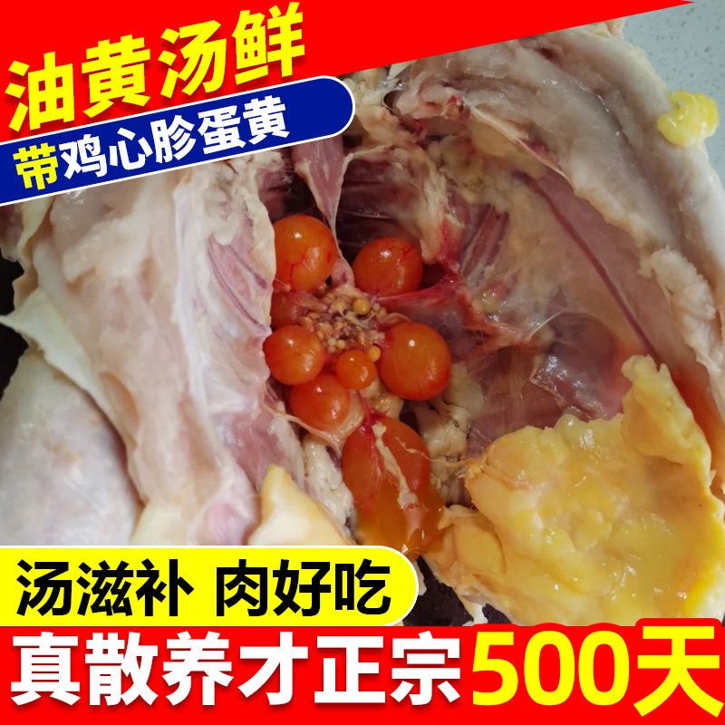 新鲜现杀500天老母鸡整只土鸡散养老母下蛋鸡正宗黄油母鸡带蛋黄,淘宝优惠券,粉丝福利购,淘宝优惠卷