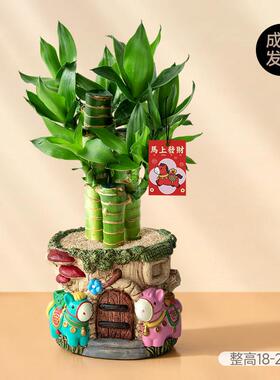 竹升面富贵竹植物盆栽客厅节节高升绿植办公室内桌面摆件装饰创意