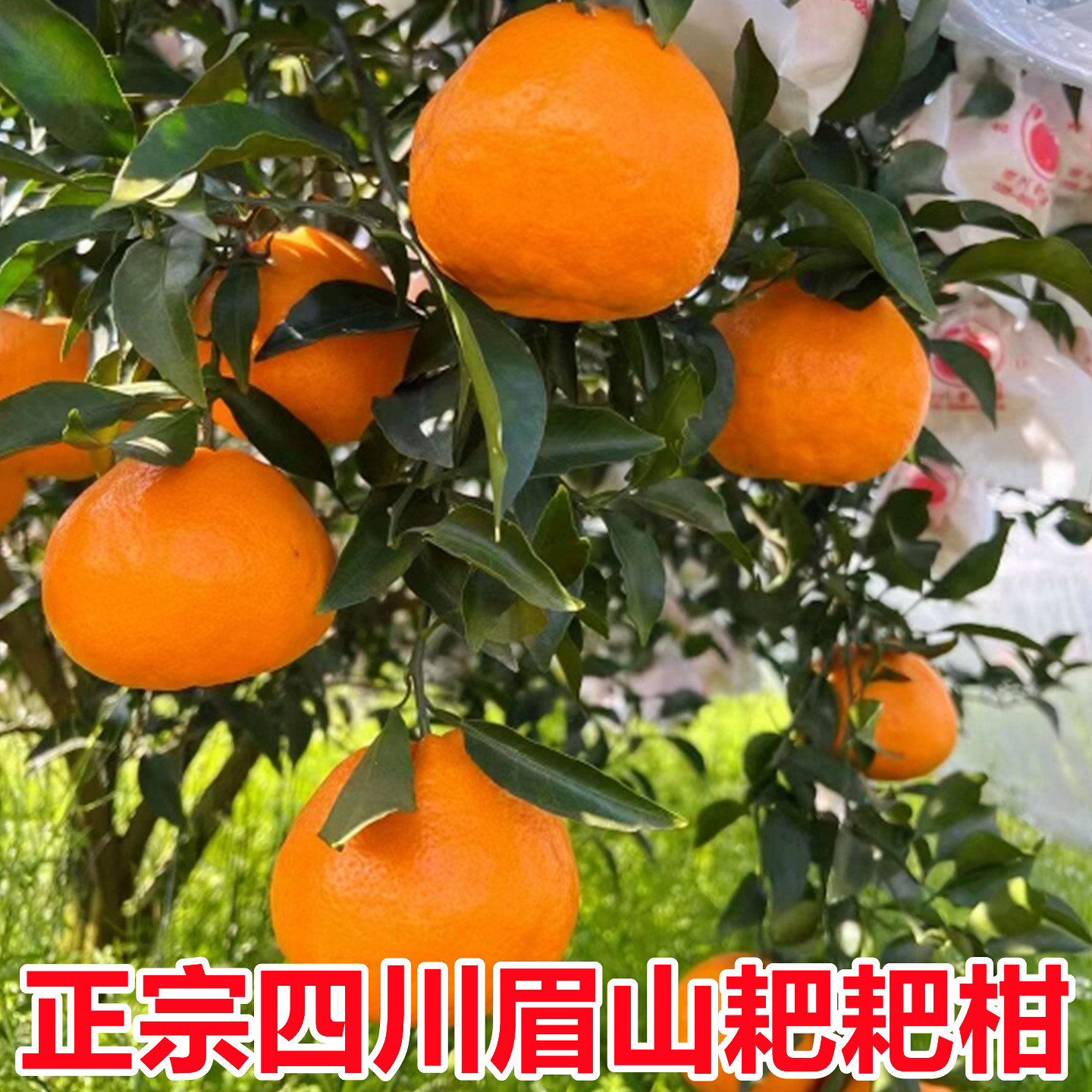 正宗四川春见耙耙柑粑粑柑10斤装当季新鲜水果橘子现采摘发货整箱,淘宝优惠券,粉丝福利购,淘宝优惠卷