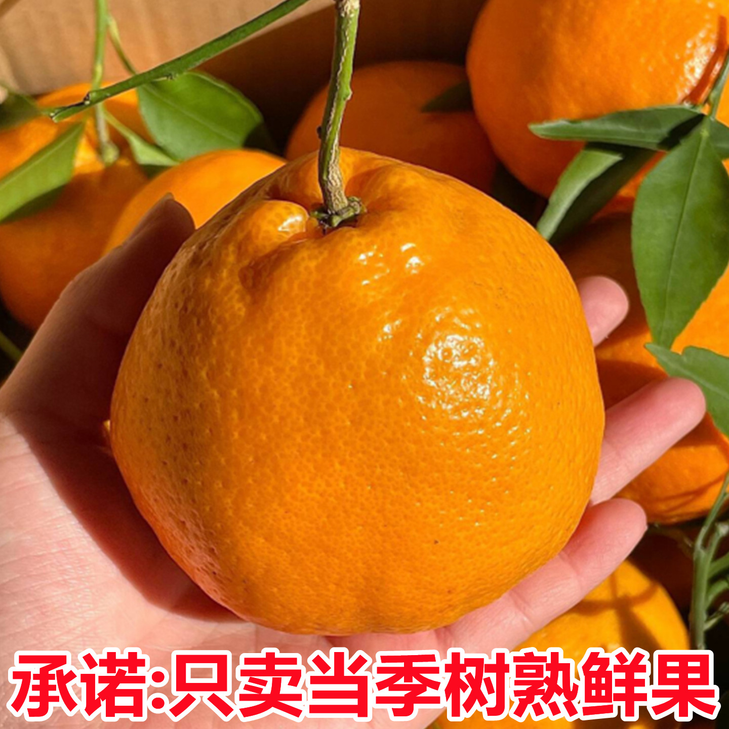 正宗四川春见耙耙柑粑粑柑10斤装当季新鲜水果橘子现采摘发货整箱,淘宝优惠券,粉丝福利购,淘宝优惠卷