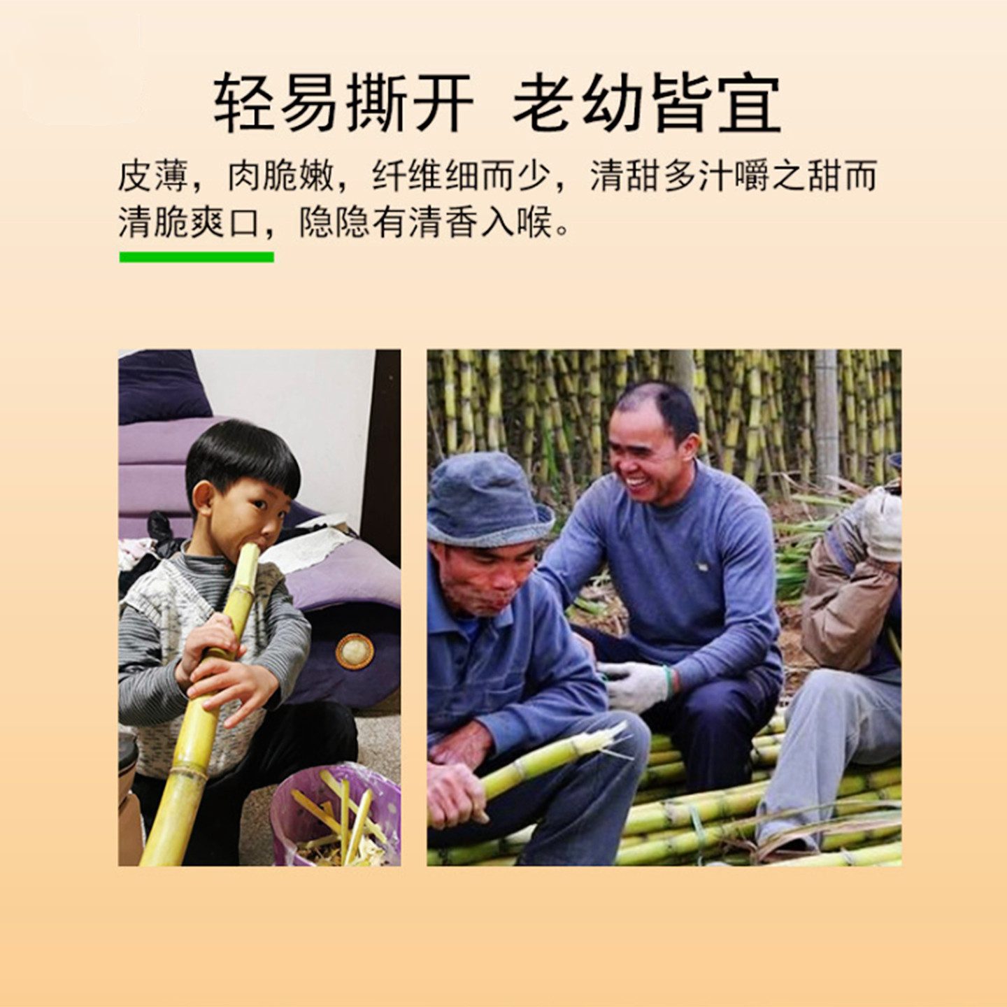 正宗云南黄金甘蔗新鲜批发10斤当季水果脆甜多汁黄皮甘蔗农家自种,淘宝优惠券,粉丝福利购,淘宝优惠卷