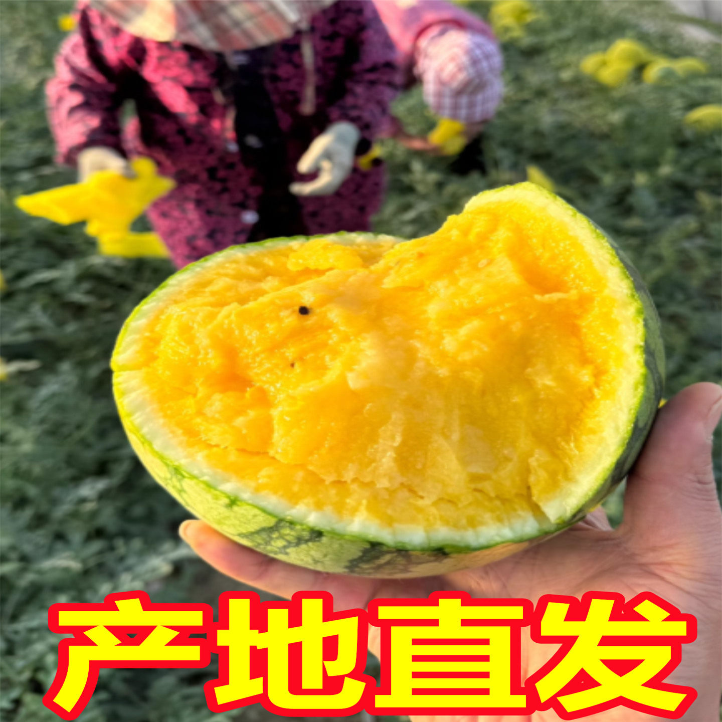 江苏东台特小凤西瓜新鲜当季水果10斤手撕皮薄黄心黄肉小西瓜整箱,淘宝优惠券,粉丝福利购,淘宝优惠卷