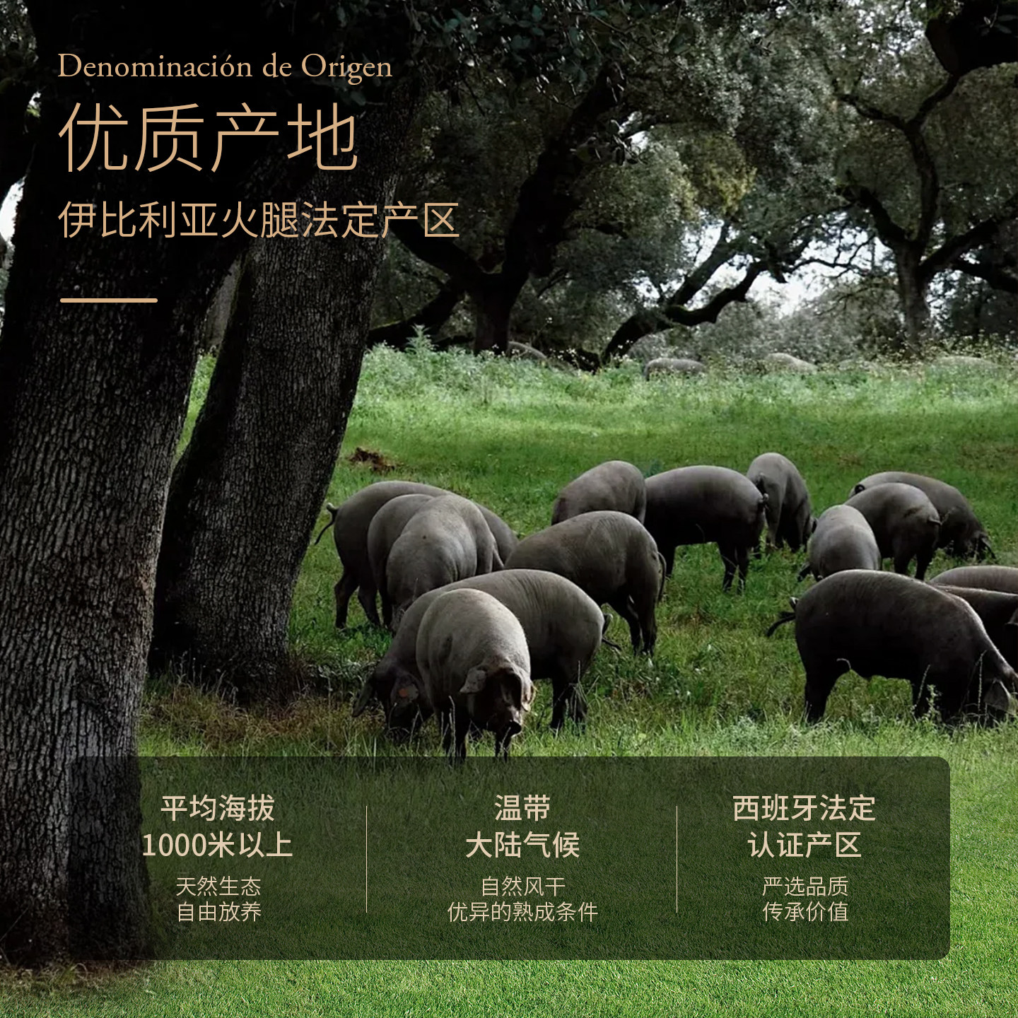 ALJOMAR爱蒙原装进口西班牙伊比利亚火腿片橡果黑猪后腿整只即食,淘宝优惠券,粉丝福利购,淘宝优惠卷