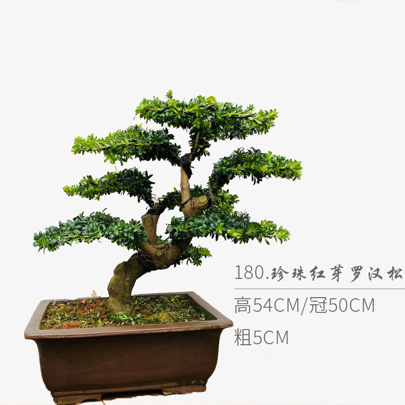 珍珠红芽罗汉松 高端罗汉松盆景 随园,淘宝优惠券,粉丝福利购,淘宝优惠卷