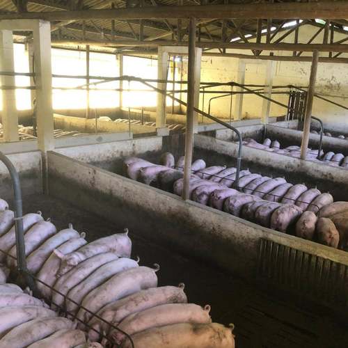 猪场地暖空气能热泵养殖取暖恒温降温养猪设备猪舍保育采暖 - 图2