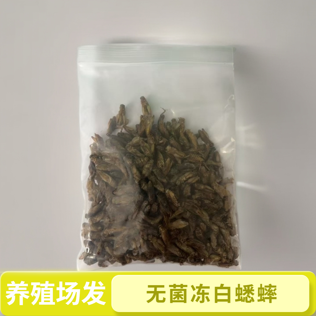 鲜冻蟋蟀冻干蟋蟀冻品冷冻蟋蟀守宫爬宠活冻蟋蟀食用级别绿色卫生,淘宝优惠券,粉丝福利购,淘宝优惠卷