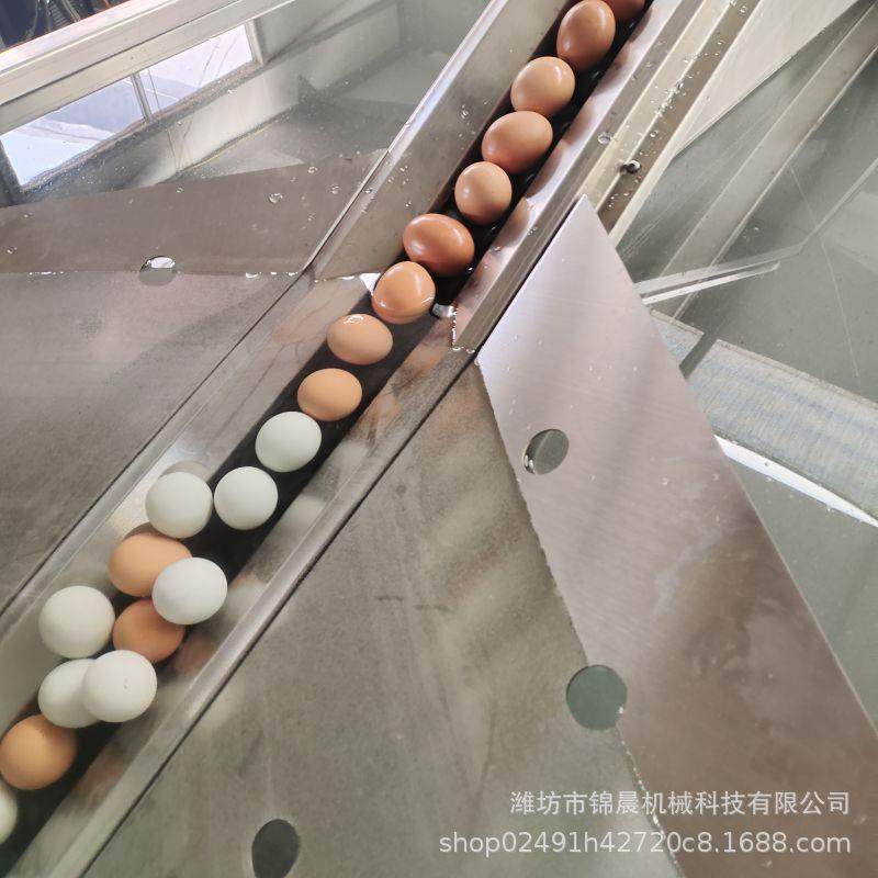 单排双排蛋类清洗机全自动蛋品清洗机松花蛋洗蛋机商用蛋品清洗机,淘宝优惠券,粉丝福利购,淘宝优惠卷