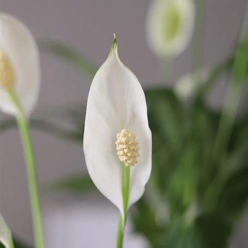 心森岚美酒白掌花卉一帆风顺绿植水培好养室内水养客厅植物盆栽 - 图1