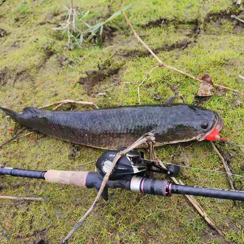 狂狐雷蛙2022新款小号毒蟾打黑远投路亚青蛙仿生假饵黑鱼专杀改装,淘宝优惠券,粉丝福利购,淘宝优惠卷