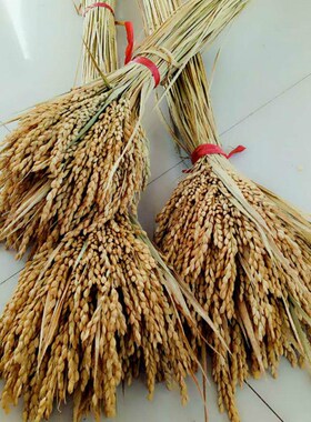 天然麦穗稻穗干水稻丰收稻谷稻子装饰会展布置拍摄道具田园