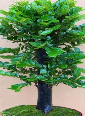 小叶紫檀盆景树桩室内客厅老桩季常青易养绿植