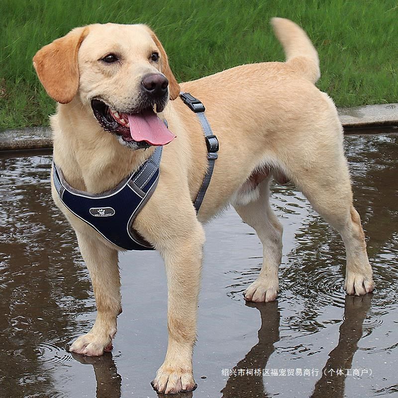 狗狗牵引绳胸背带狗绳子大小中型犬宠物用品柴犬小狗项圈脖圈遛狗,淘宝优惠券,粉丝福利购,淘宝优惠卷