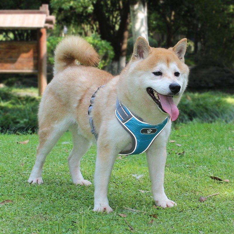 狗狗牵引绳胸背带狗绳子大小中型犬宠物用品柴犬小狗项圈脖圈遛狗,淘宝优惠券,粉丝福利购,淘宝优惠卷