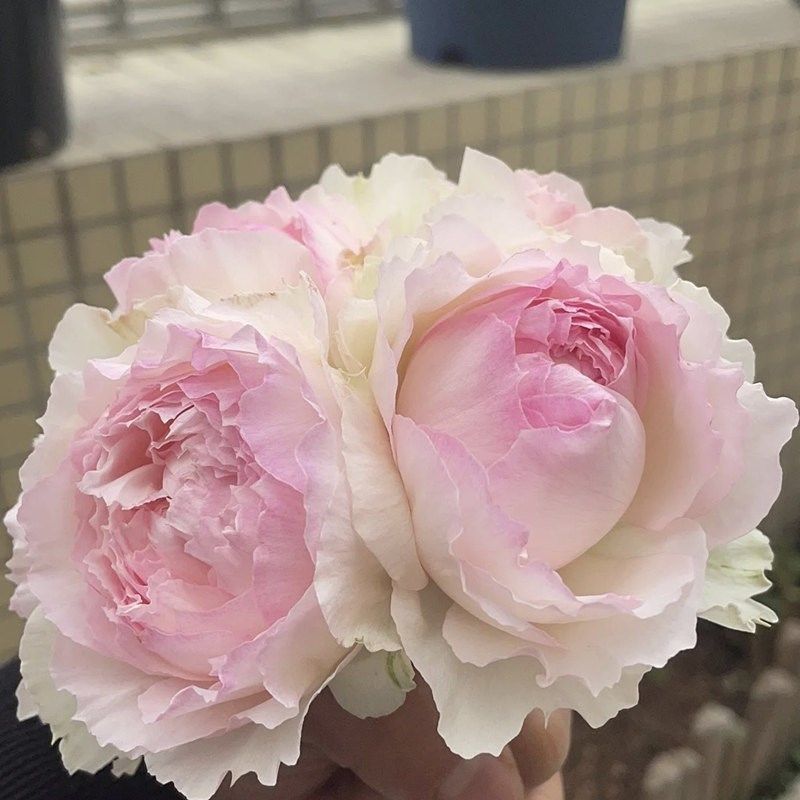 佩尔朱克月季花苗开花玫瑰小苗四季盆栽花卉爬藤植物大花树苗绿植,淘宝优惠券,粉丝福利购,淘宝优惠卷