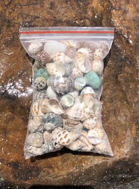 豆丁寄居蟹替换壳天然海螺鱼缸水族调节水质硬度ph硝化菌卷贝鱼
