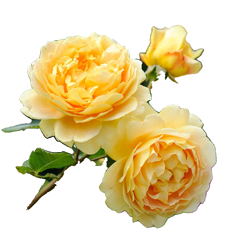 月季花苗蔷薇爬藤四季浓香扦插小苗玫瑰藤本月季庭院浓香特浓香花,淘宝优惠券,粉丝福利购,淘宝优惠卷