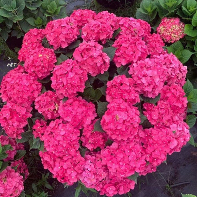 云南直发绣球花苗小苗10棵装无尽夏夏季易活室内阳台盆栽植物花卉,淘宝优惠券,粉丝福利购,淘宝优惠卷