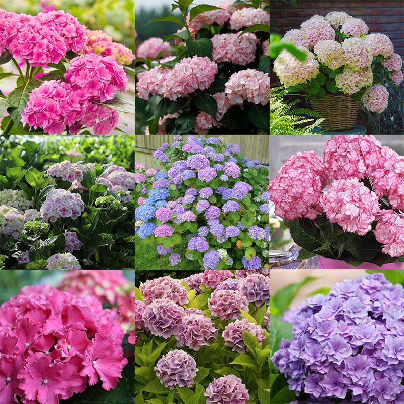 云南直发绣球花苗小苗10棵装无尽夏夏季易活室内阳台盆栽植物花卉,淘宝优惠券,粉丝福利购,淘宝优惠卷