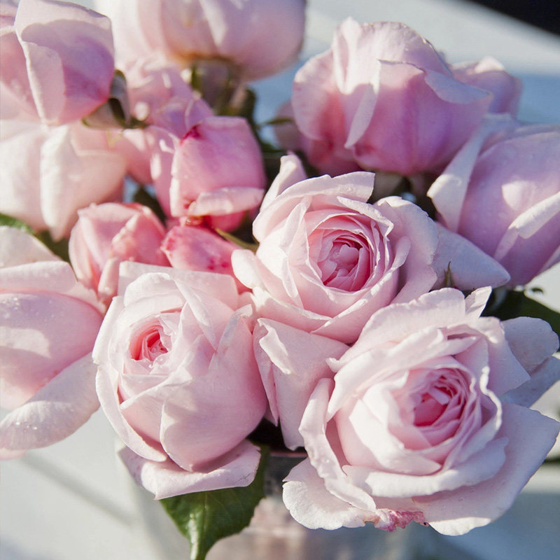 惠惠的花园娜河马花苗爬藤拱门攀援植物玫瑰花卉庭院花园玫瑰盆栽,淘宝优惠券,粉丝福利购,淘宝优惠卷