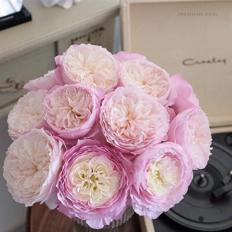 康斯坦茨月季花苗开花玫瑰小苗四季盆栽花卉爬藤植物蔷薇树苗绿植,淘宝优惠券,粉丝福利购,淘宝优惠卷